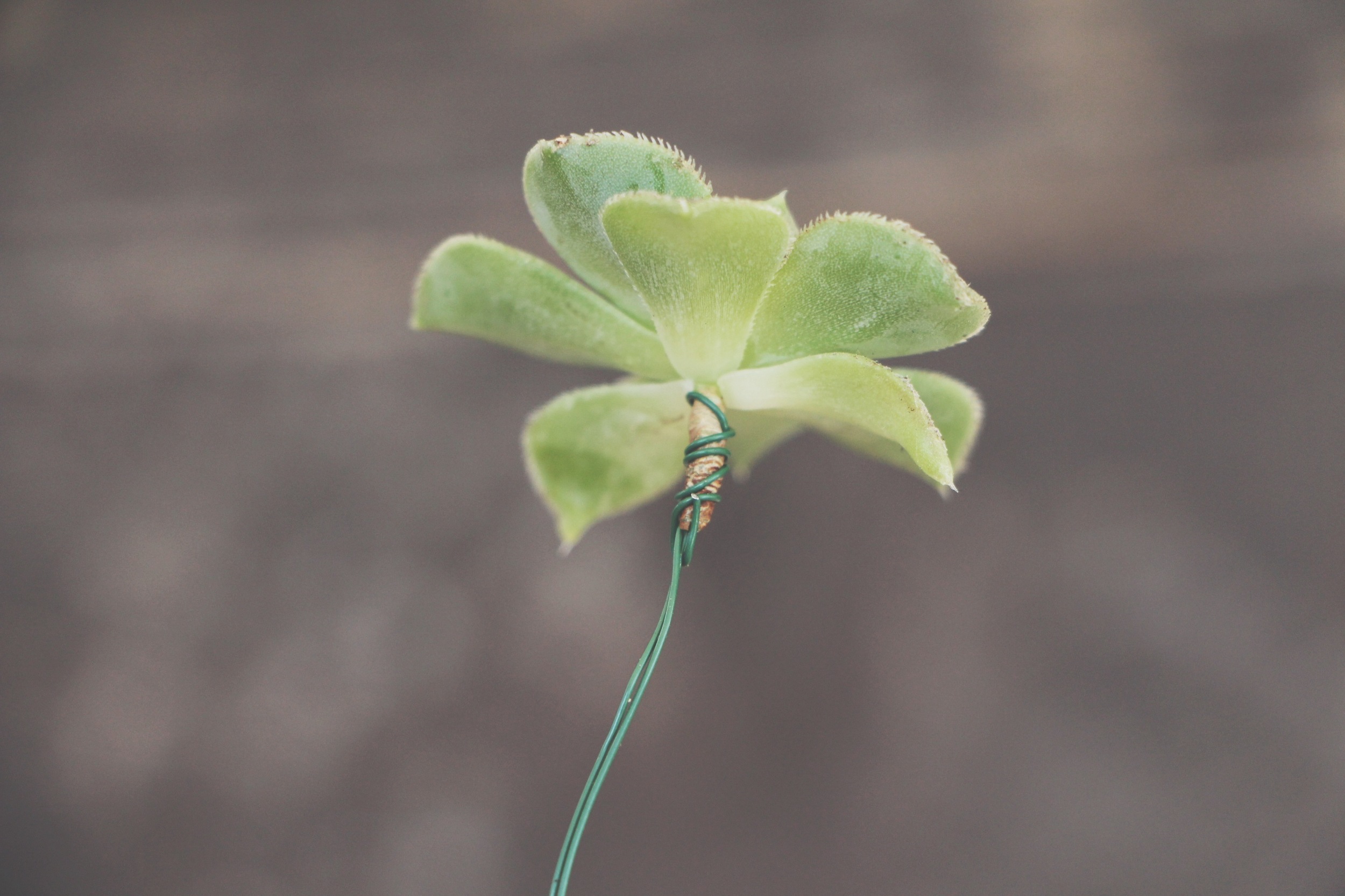 diy succulent crown via needles + leaves